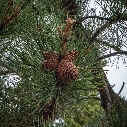 National Park «Rocky Mountain National Park», reviews and photos