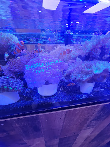 Tropical Fish Store «Saltwater Paradise», reviews and photos, 1313 W Airport Fwy, Irving, TX 75062, USA