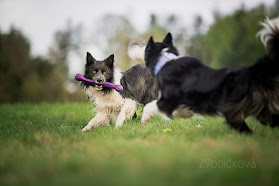 Activepaw - výcvik psů a rekondiční služby pro psy