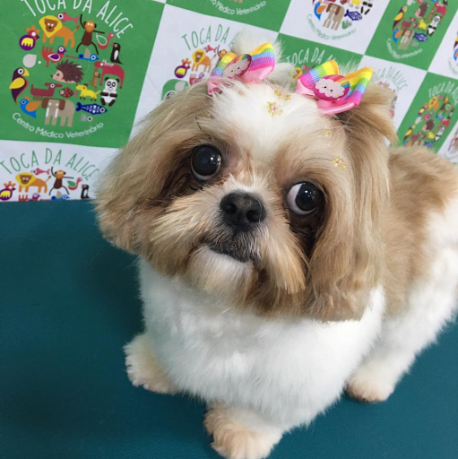 Centro Médico Veterinário Toca da Alice em São Paulo - SP