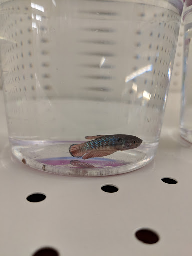 Pet Supply Store «PetSmart», reviews and photos, 650 Commerce Blvd, Scranton, PA 18519, USA