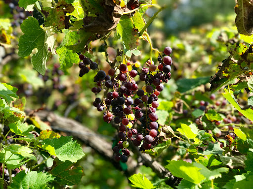 Vineyard «Saint Paul Mountain Vineyards», reviews and photos, 588 Chestnut Gap Rd, Hendersonville, NC 28792, USA