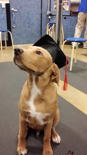 Pet Supply Store «PetSmart», reviews and photos, 11132 Abercorn St, Savannah, GA 31419, USA