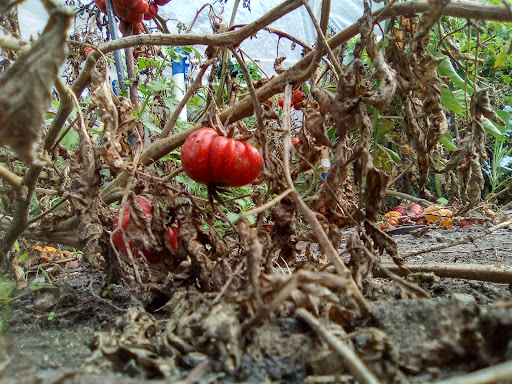 Health Food Store «Sprouts Farmers Market», reviews and photos, 401 Kenilworth Dr #1040, Petaluma, CA 94952, USA