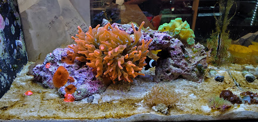 Aquarium «Jays Aquatics», reviews and photos, 10 Lawrence Rd, Salem, NH 03079, USA