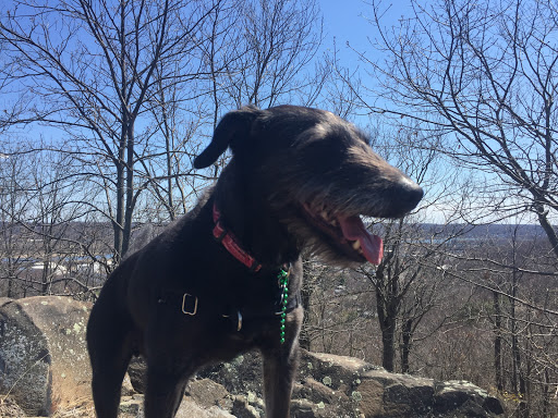 Park «East Rock Park», reviews and photos, 41 Cold Spring St, New Haven, CT 06511, USA