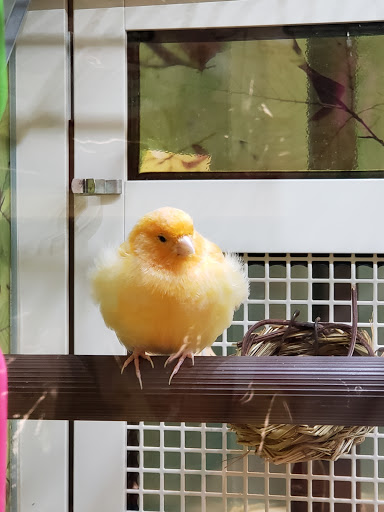 Pet Supply Store «PetSmart», reviews and photos, 1733 S Stapley Dr, Mesa, AZ 85204, USA