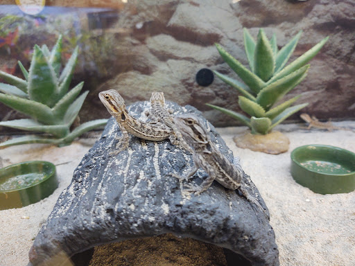 Pet Supply Store «Petco Animal Supplies», reviews and photos, 1694 Boston Rd, Springfield, MA 01129, USA