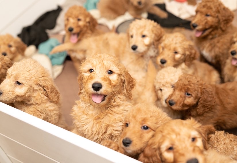 Purkey Puppies - Goldendoodle Puppies