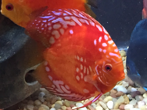 Pet Store «Fish Bowl Aquarium & Pet Mart», reviews and photos, 725 Providence St, West Warwick, RI 02893, USA