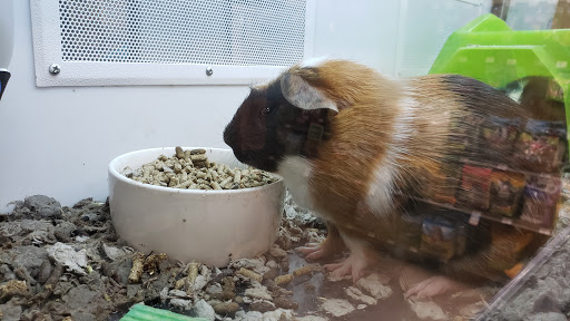 Pet Supply Store «Petco Animal Supplies», reviews and photos, 5975 20th St, Vero Beach, FL 32966, USA