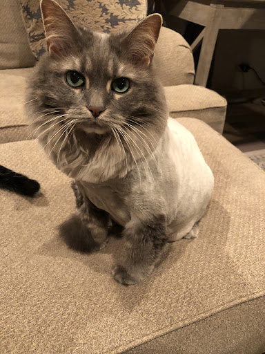 Pet Supply Store «PetSmart», reviews and photos, 162 S Gary Ave, Bloomingdale, IL 60108, USA