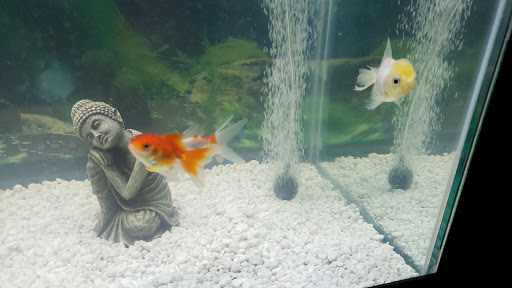 Pet Supply Store «Pet Supplies Plus», reviews and photos, 700 Boston Rd Suite 12b, Billerica, MA 01821, USA