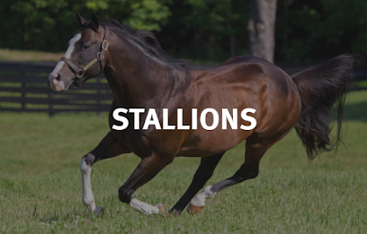 Sequel Stallions