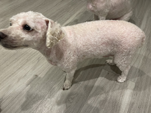 Pet Supply Store «PetSmart», reviews and photos, 860 Cobb Pl Blvd NW, Kennesaw, GA 30144, USA