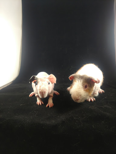 Pet Store «Windy City Pet Store», reviews and photos, 1660 N 4th St m, Laramie, WY 82072, USA