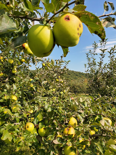 Winery «Furnace Brook Winery», reviews and photos, 508 Canaan Rd, Richmond, MA 01254, USA