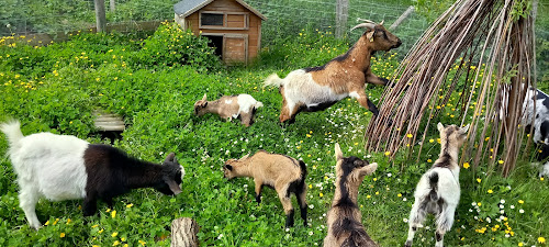 A La Ferme D'Olia à Dangeul