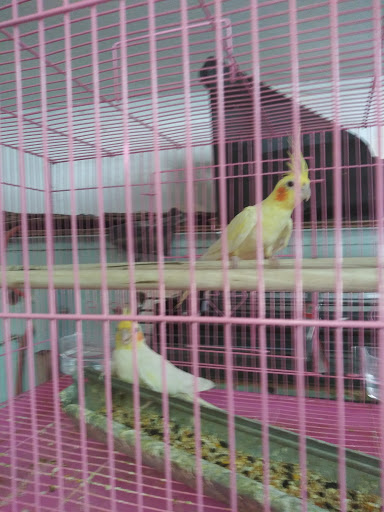 Pet Supply Store «Chutas Feed & Pet Supplies», reviews and photos, 3909 S Chester Ave, Bakersfield, CA 93307, USA