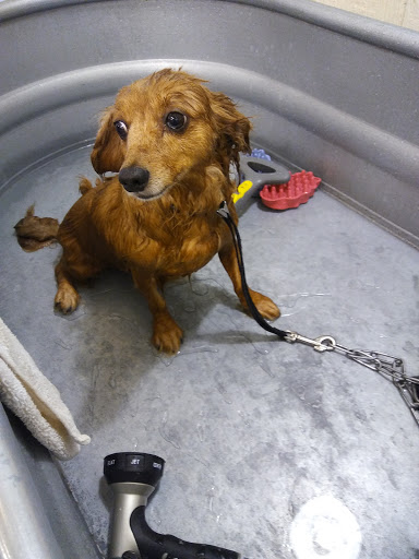 Pet Supply Store «Wags & Whiskers - West Nashville», reviews and photos, 3731 Charlotte Ave, Nashville, TN 37209, USA