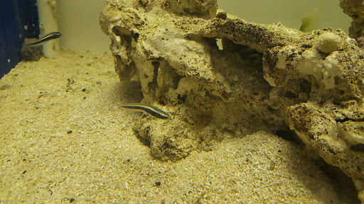 Tropical Fish Store «Saltwater Island», reviews and photos, 15214 Manchester Rd, Ballwin, MO 63011, USA