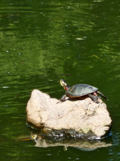 Nature Preserve «Norman Bird Sanctuary», reviews and photos, 583 3rd Beach Rd, Middletown, RI 02842, USA