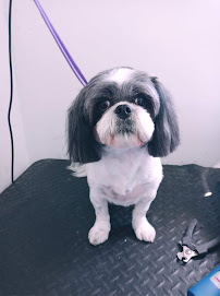 Pets R People 2 - Photo 3 - Car repair in Hemet, CA, Hemet