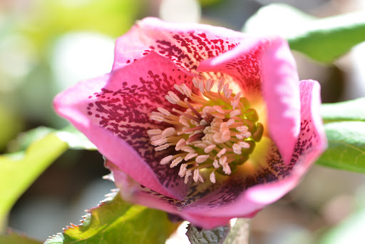 Nature Preserve «Creasey Mahan Nature Preserve», reviews and photos, 12501 Harmony Landing Rd, Goshen, KY 40026, USA