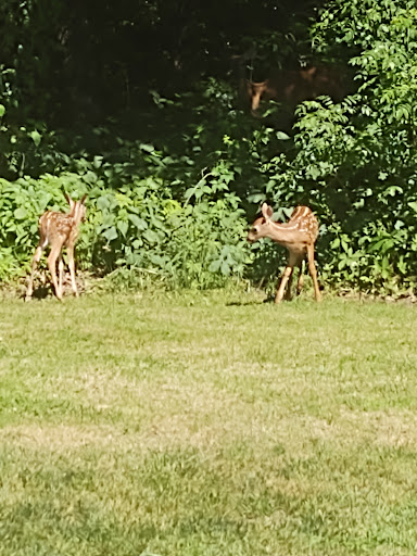 Golf Course «Pine Crest Golf», reviews and photos, 404 16 1/2 St, Dallas, WI 54733, USA