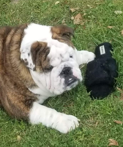 Pet Groomer «Dog House Grooming Shop», reviews and photos, 103 Mohawk Dr, Portsmouth, VA 23701, USA