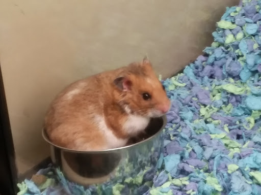 Pet Supply Store «PetSmart», reviews and photos, 9277 159th St, Orland Hills, IL 60487, USA