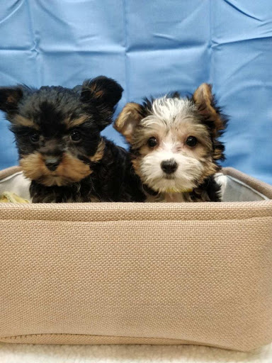 Pet Store «Four Paws and a Tail», reviews and photos, 120 Northtown Dr, Blaine, MN 55434, USA