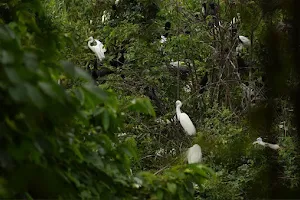 Kumarakom Bird Sanctuary image