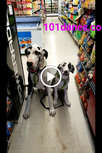 Gas Station «WATTS & SONS GROCERY», reviews and photos, 6563 Richmond Hwy, Millers Tavern, VA 23115, USA