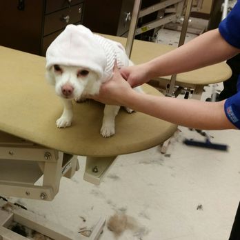 Pet Supply Store «PetSmart», reviews and photos, 162 S Gary Ave, Bloomingdale, IL 60108, USA