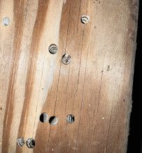 Orkin - Photo 6 - Car repair in Bellingham, WA, Bellingham