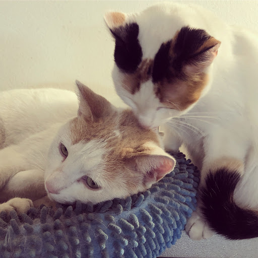 Cell Phone Store «8G Wireless», reviews and photos, 10133 Rosecrans Ave, Bellflower, CA 90706, USA