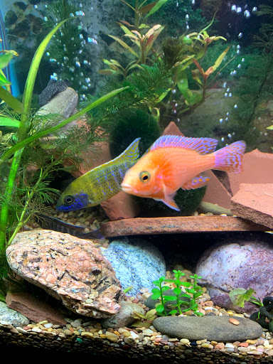 Pet Supply Store «Live Fish Direct .com», reviews and photos, 12270 700 E, Draper, UT 84020, USA