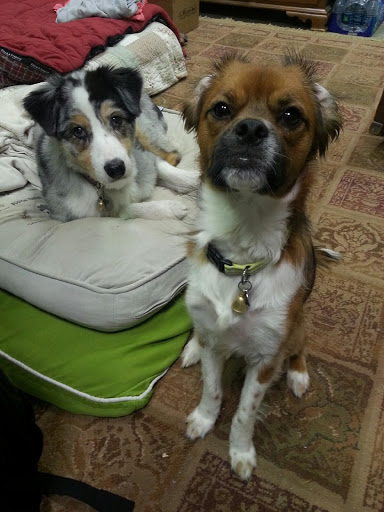 Pet Supply Store «PetSmart», reviews and photos, 1157 E North Ave, Belton, MO 64012, USA