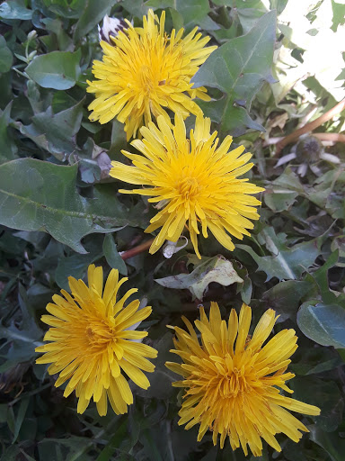 Park «Bensonhurst Park», reviews and photos, Cropsey Ave, Brooklyn, NY 11214, USA