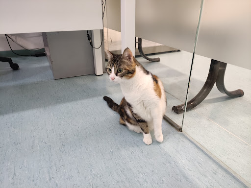 Centro Veterinario Sanican en Alcorcón