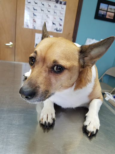 Johnstown Animal Hospital image