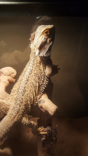 Pet Supply Store «Incredible Pets», reviews and photos, 4005 Manzanita Ave # 41, Carmichael, CA 95608, USA