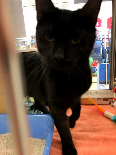 Pet Supply Store «PetSmart», reviews and photos, 1520 Pleasant Valley Rd, Manchester, CT 06042, USA