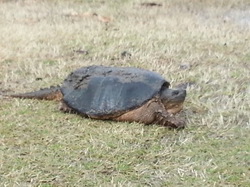 Golf Course «Page Belcher Golf Course», reviews and photos, 6666 S Union Ave, Tulsa, OK 74132, USA