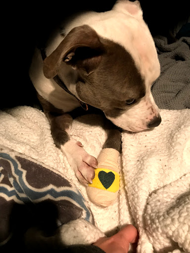 Pet Supply Store «PetSmart», reviews and photos, 1013 W University Ave, Georgetown, TX 78628, USA