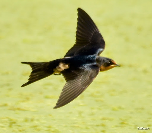 Nature Preserve «Lincoln Marsh», reviews and photos, Harrison Ave & Pierce Ave, Wheaton, IL 60187, USA
