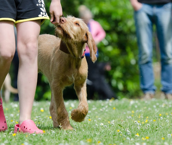 Rezensionen über Amigo Hundeausbildung | Hundesalon & Pflege in Risch - Hundeschule