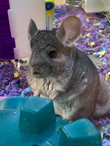 Pet Supply Store «PetSmart», reviews and photos, 9589 Ridgetop Blvd NW, Silverdale, WA 98383, USA