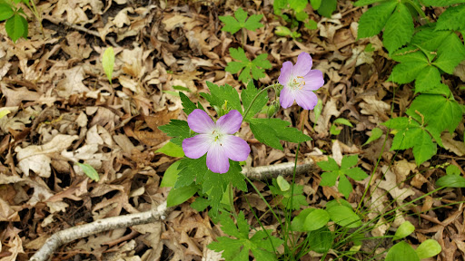 Nature Preserve «Penny Road Pond», reviews and photos, Penny Rd, Barrington, IL 60010, USA
